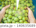 梅をたらいで洗う 140635689