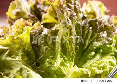 新鮮なレタスの葉が水滴に濡れる、サラダ用野菜のクローズアップ 新鮮なレタスの葉が水滴に濡れる、サラダ用野菜のクローズアップ 140635691