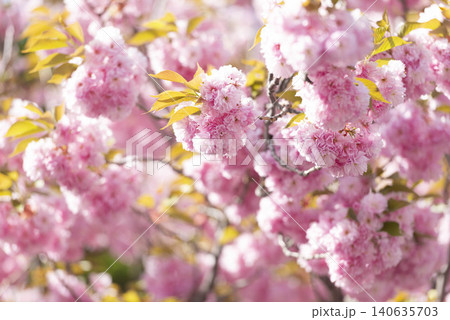 春の庭で咲き誇るピンクの八重桜、黄緑の新葉とともに 春の庭で咲き誇るピンクの八重桜、黄緑の新葉とともに 140635703