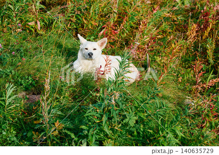 A white dog lies in the grass at sunset A white dog lies in the grass at sunset 140635729