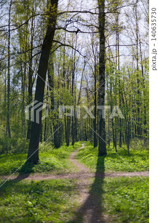 a path through a birch thicket in a spring park at sunset, bright new greenery illuminated by the back light, black tree trunks, fresh foliage a path through a birch thicket in a spring park at sunset, bright new greenery illuminated by the back light, black tree trunks, fresh foliage 140635730