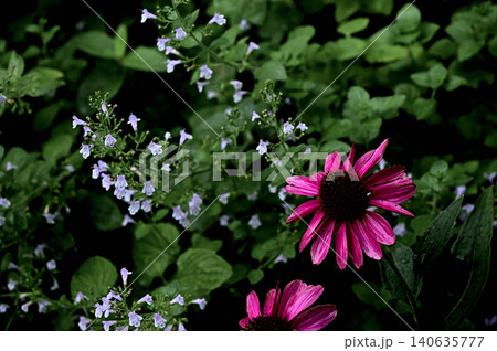 深い緑の背景に鮮やかに咲くピンクのエキナセアと淡い薄紫の小さなハーブの花 深い緑の背景に鮮やかに咲くピンクのエキナセアと淡い薄紫の小さなハーブの花 140635777