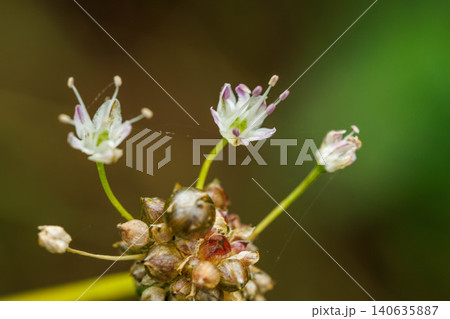 秋の野原に咲く野蒜の花 秋の野原に咲く野蒜の花 140635887