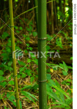 竹林に生える珍しい四方竹 140635906