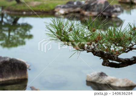 日本庭園の池にせり出した松の枝と針葉 日本庭園の池にせり出した松の枝と針葉 140636284