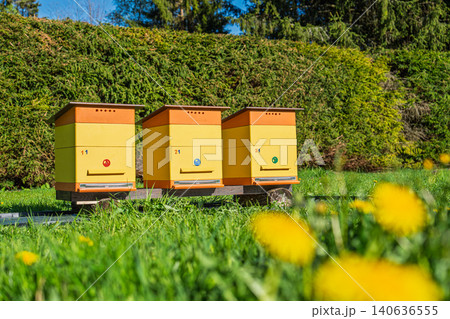Three colorful bee hives standing in a sunny green meadow with yellow dandelions in spring Three colorful bee hives standing in a sunny green meadow with yellow dandelions in spring 140636555