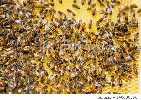 Honey Bees Working on a Yellow Wax Honeycomb Frame with a Marked Queen Bee in an Apiary Farm Honey Bees Working on a Yellow Wax Honeycomb Frame with a Marked Queen Bee in an Apiary Farm 140636556