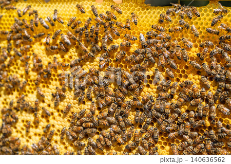 Honey Bees Working on Yellow Honeycomb Frame in a Beehive for Natural Organic Honey Production Honey Bees Working on Yellow Honeycomb Frame in a Beehive for Natural Organic Honey Production 140636562