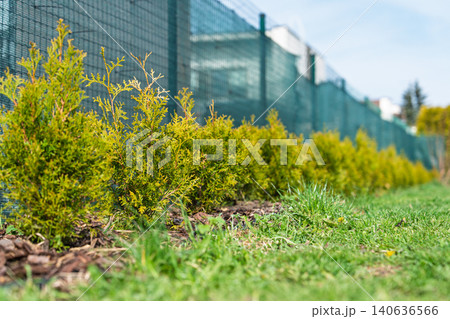 Young Thuja Plants Growing Along a Green Metal Mesh Fence in a Residential Garden Setting View Young Thuja Plants Growing Along a Green Metal Mesh Fence in a Residential Garden Setting View 140636566
