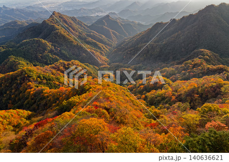 朝の西上州・鹿岳の紅葉 140636621