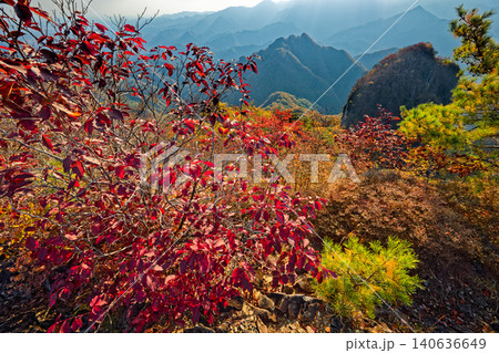 紅葉の西上州・鹿岳二ノ岳から見る四ツ又山 紅葉の西上州・鹿岳二ノ岳から見る四ツ又山 140636649