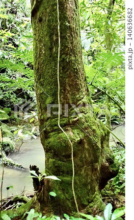 沖縄県八重山諸島西表島のジャングルに佇む苔むした木 140636682