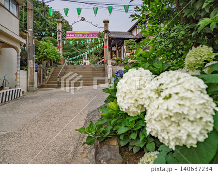 文京あじさいまつり横断幕と紫陽花のある白山神社参道 文京あじさいまつり横断幕と紫陽花のある白山神社参道 140637234