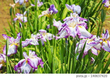 北潟湖 花菖蒲園 北潟湖 花菖蒲園 140637420
