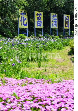 北潟湖　花菖蒲園 140637467