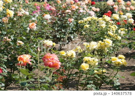 都立秋留台公園 薔薇 都立秋留台公園 薔薇 140637578