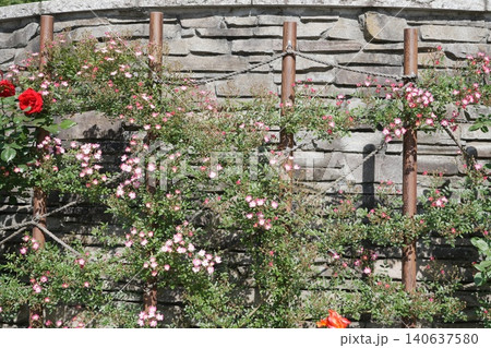 都立秋留台公園　薔薇 140637580