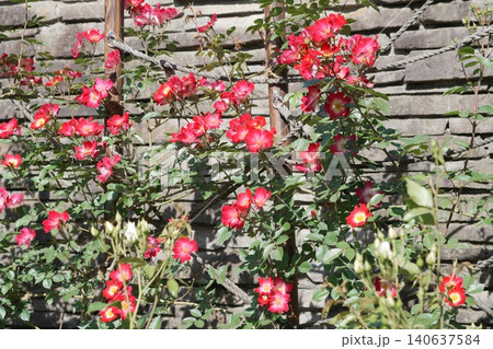 都立秋留台公園 薔薇 都立秋留台公園 薔薇 140637584