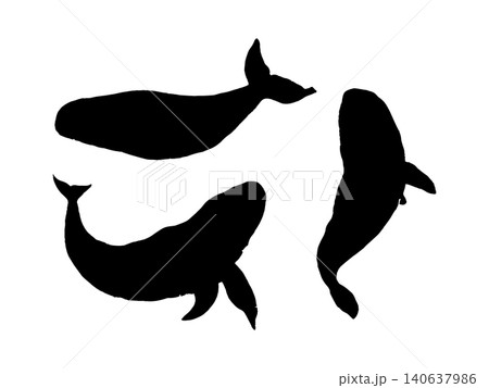 Whale black silhouette icons on white background. Whale black silhouette graphic design element Whale black silhouette icons on white background. Whale black silhouette graphic design element 140637986