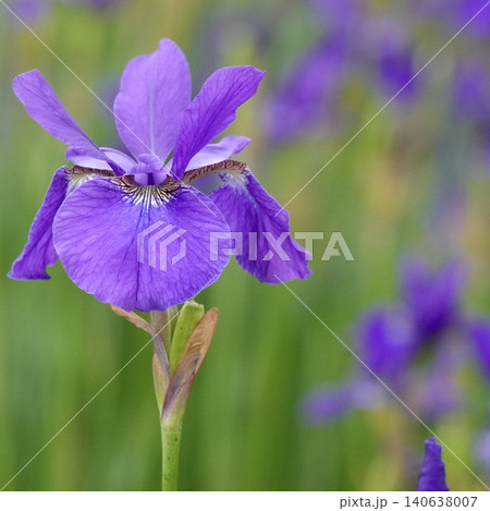 美しく咲くアヤメの花 アップ 美しく咲くアヤメの花 アップ 140638007