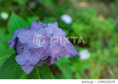 梅雨空に色彩鮮やかに咲き誇るアジサイの花 140638026
