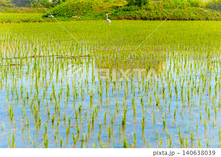A large area of rice seedlings growing in the fields of Korea. A large area of rice seedlings growing in the fields of Korea. 140638039