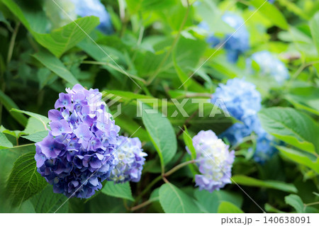 梅雨空に色彩鮮やかに咲き誇るアジサイの花 140638091