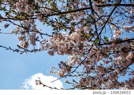 長野県昼神温泉地区の桜の古木の美しい花の情景 長野県昼神温泉地区の桜の古木の美しい花の情景 140638653