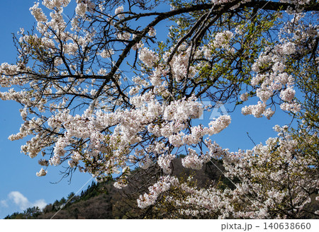 長野県昼神温泉地区の桜の古木の美しい花の情景 140638660