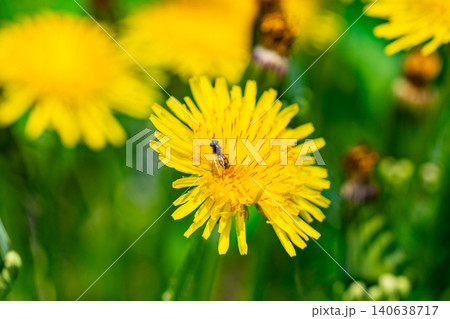 Yellow dandelion flowers Taraxacum officinale. Dandelion on spring sunny day 140638717