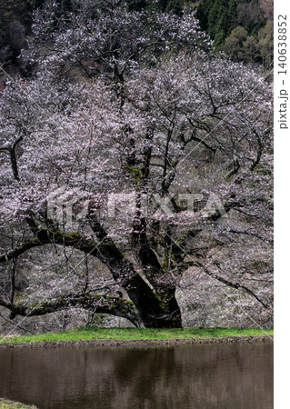 長野県阿智村の山間部に佇む駒つなぎの桜の神秘的な姿 140638852