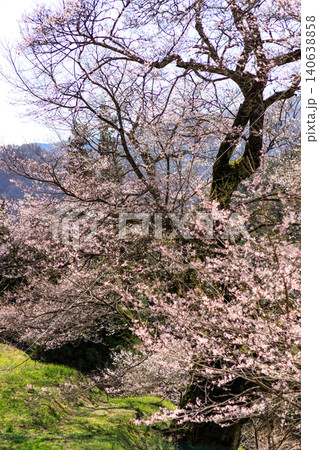 長野県阿智村の山間部に佇む駒つなぎの桜の神秘的な姿 140638858