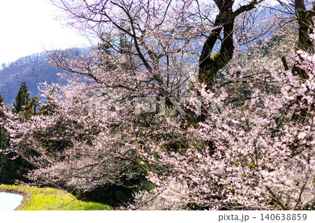 長野県阿智村の山間部に佇む駒つなぎの桜の神秘的な姿 長野県阿智村の山間部に佇む駒つなぎの桜の神秘的な姿 140638859