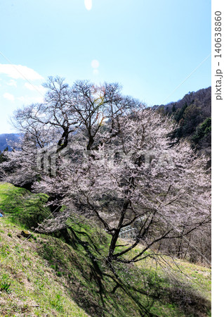 長野県阿智村の山間部に佇む駒つなぎの桜の神秘的な姿 長野県阿智村の山間部に佇む駒つなぎの桜の神秘的な姿 140638860