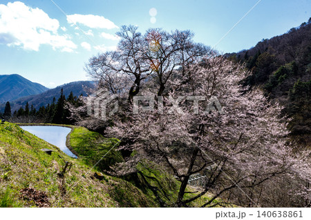 長野県阿智村の山間部に佇む駒つなぎの桜の神秘的な姿 長野県阿智村の山間部に佇む駒つなぎの桜の神秘的な姿 140638861