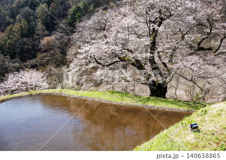 長野県阿智村の山間部に佇む駒つなぎの桜の神秘的な姿 140638865