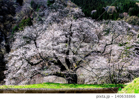 長野県阿智村の山間部に佇む駒つなぎの桜の神秘的な姿 長野県阿智村の山間部に佇む駒つなぎの桜の神秘的な姿 140638866