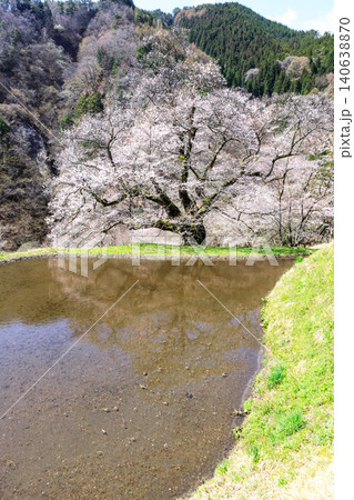 長野県阿智村の山間部に佇む駒つなぎの桜の神秘的な姿 長野県阿智村の山間部に佇む駒つなぎの桜の神秘的な姿 140638870