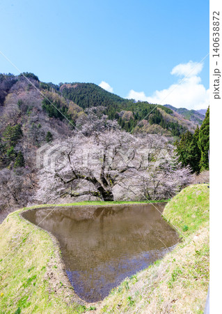 長野県阿智村の山間部に佇む駒つなぎの桜の神秘的な姿 長野県阿智村の山間部に佇む駒つなぎの桜の神秘的な姿 140638872