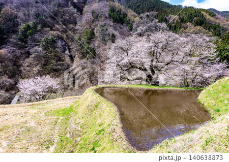 長野県阿智村の山間部に佇む駒つなぎの桜の神秘的な姿 140638873