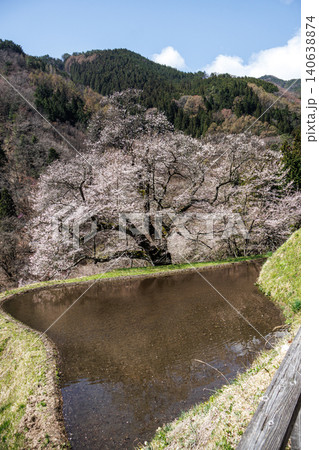 長野県阿智村の山間部に佇む駒つなぎの桜の神秘的な姿 長野県阿智村の山間部に佇む駒つなぎの桜の神秘的な姿 140638874