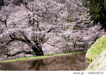 長野県阿智村の山間部に佇む駒つなぎの桜の神秘的な姿 長野県阿智村の山間部に佇む駒つなぎの桜の神秘的な姿 140638878