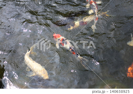 池を泳ぐ鯉 池を泳ぐ鯉 140638925