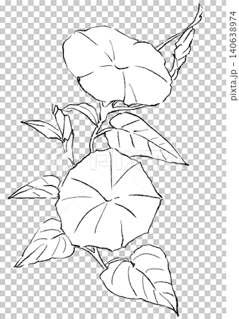 一幅手繪線條藝術插圖,描繪了盛開的牽牛花。 一幅手繪線條藝術插圖,描繪了盛開的牽牛花。 140638974