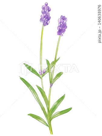 咲き誇るイングリッシュラベンダーの花の手描きの水彩イラスト 咲き誇るイングリッシュラベンダーの花の手描きの水彩イラスト 140638976