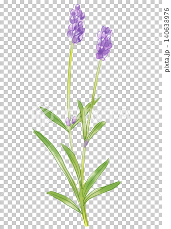 咲き誇るイングリッシュラベンダーの花の手描きの水彩イラスト 咲き誇るイングリッシュラベンダーの花の手描きの水彩イラスト 140638976
