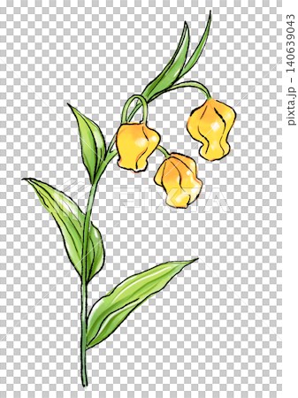Hand-drawn line art and watercolor illustration of blooming Sandersonia flowers 140639043