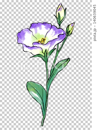 Hand-drawn line art and watercolor illustration of blooming lisianthus flowers. Hand-drawn line art and watercolor illustration of blooming lisianthus flowers. 140639045