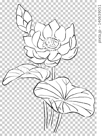 A hand-drawn line art illustration of blooming lotus flowers. A hand-drawn line art illustration of blooming lotus flowers. 140639051