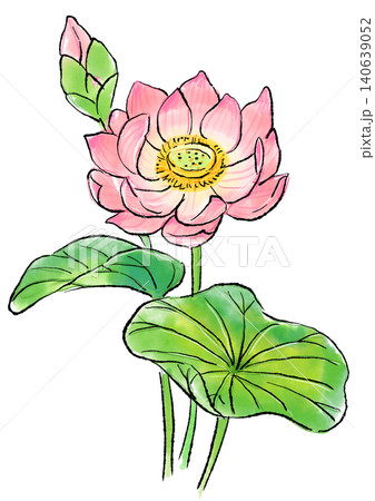 咲き誇るハスの花の手描きの線画と水彩イラスト 咲き誇るハスの花の手描きの線画と水彩イラスト 140639052